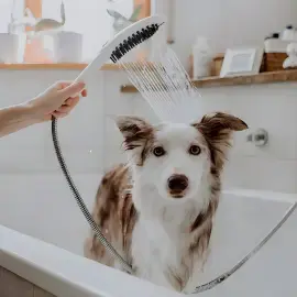 Ручний душ 3jet DogShower Hansgrohe 26640700 White Matt — вид спереду